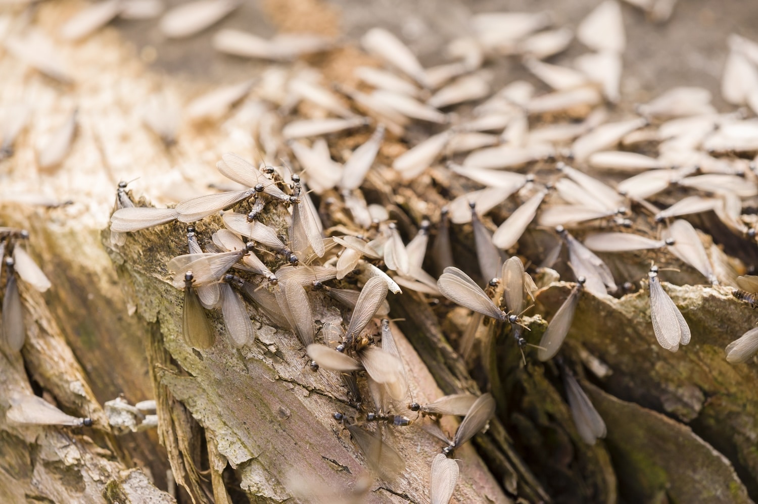 The Early Warning Signs of Termite Wood Damage