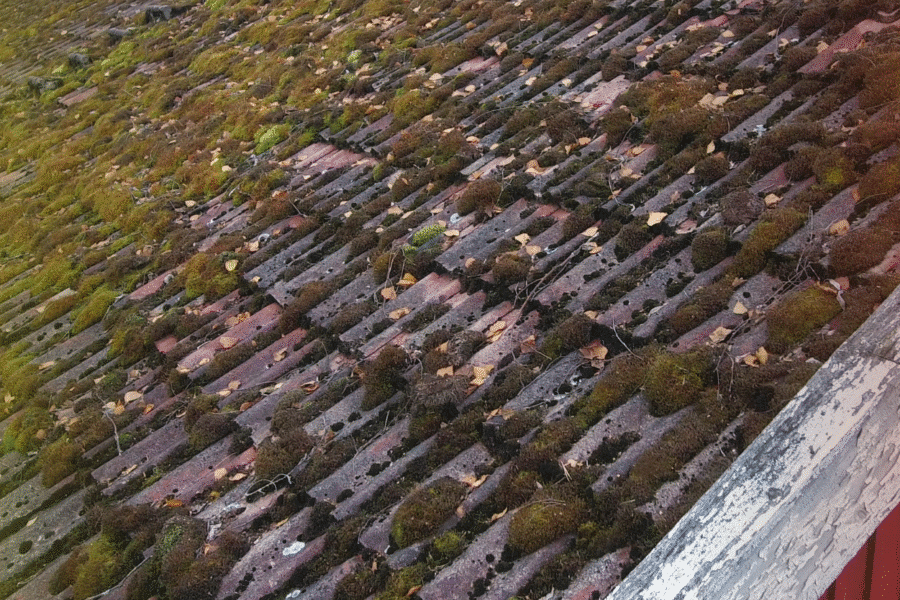 how to remove moss from roof