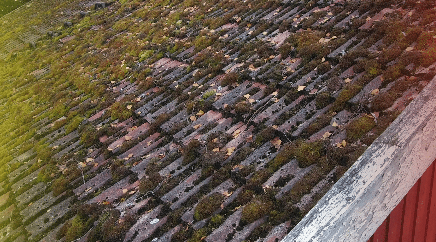 How to Remove Moss from Roof and Boost Curb Appeal