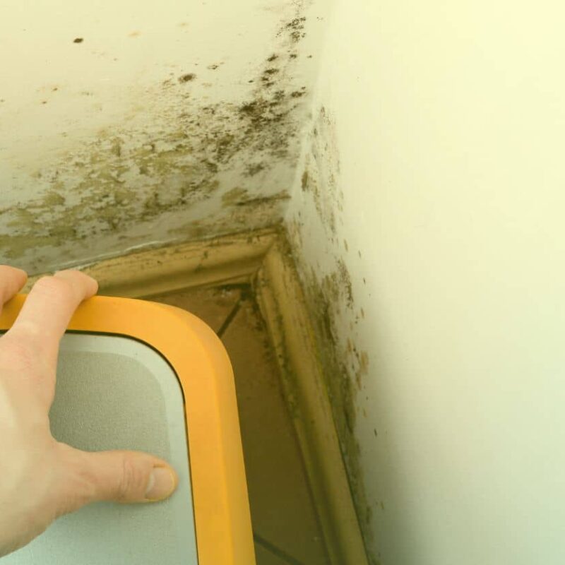 black mold in basement areas